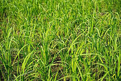 《杏林物语》销量达25万份 官方发文感谢玩家